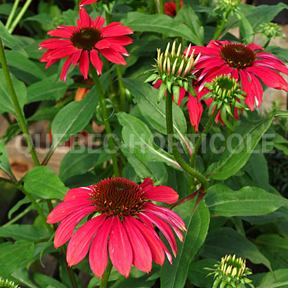 image de Echinacea Sombrero® Baja Burgundy