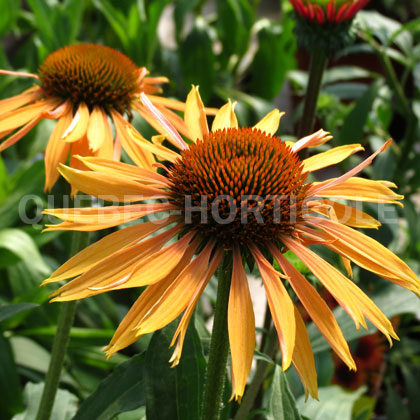 image de Echinacea Big Kahuna