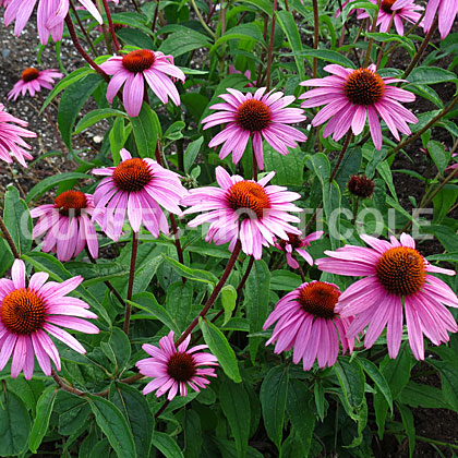 image de Echinacea Bravado