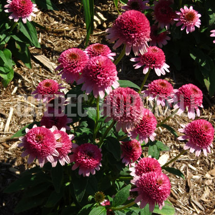 image de Echinacea Butterfly Kisses