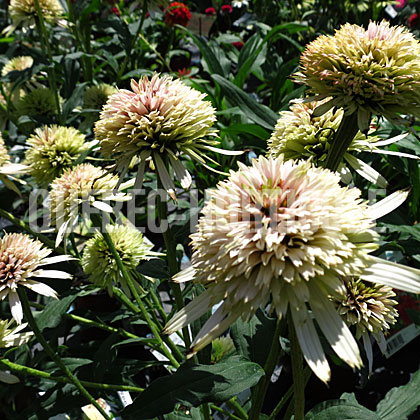 image de Echinacea Cherry Fluff