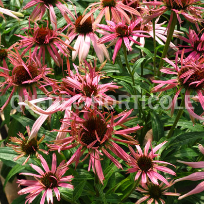 image de Echinacea Cherry Melon