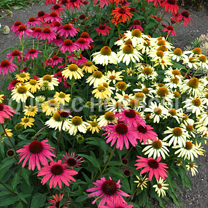 image de Echinacea Cheyenne Spirit