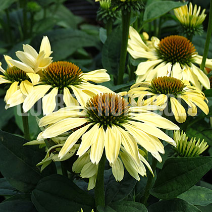 image de Echinacea Chiquita