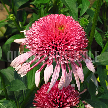 image de Echinacea Double Scoop Bubble Gum