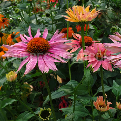 image de Echinacea De Montréal