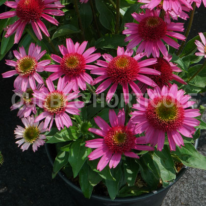 image de Echinacea Delicious Candy