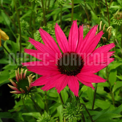 image de Echinacea Dixie Belle