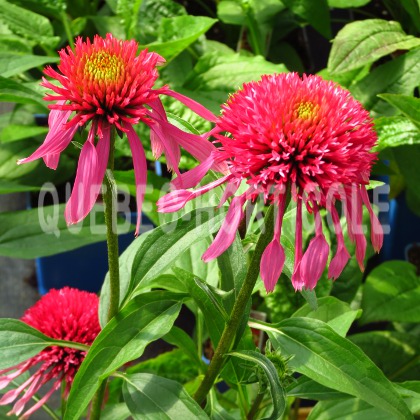 image de Echinacea Double Scoop™ Cranberry