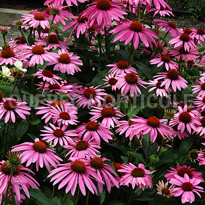 image de Échinacea Feeling Pink