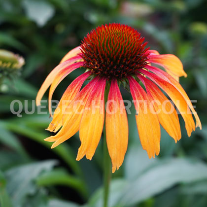 image de Echinacea Fiery Meadow Mama™