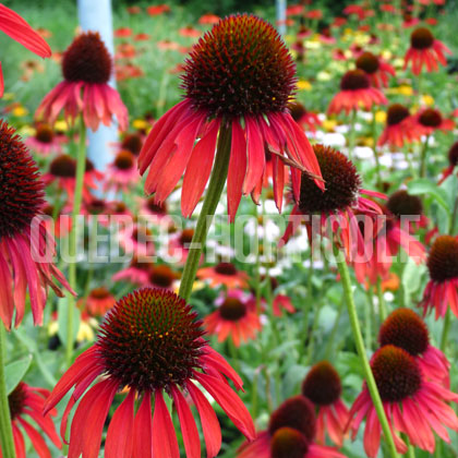 image de Echinacea x Firebird