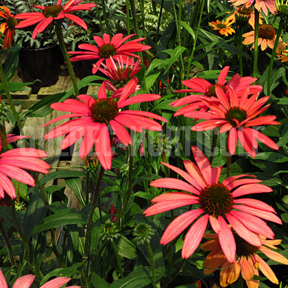 image de Echinacea Glowing Dream