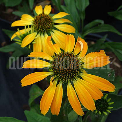 image de Echinacea Golden Skipper