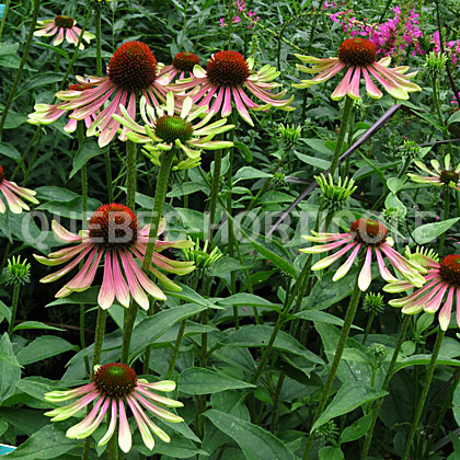 image de Echinacea x Green Envy