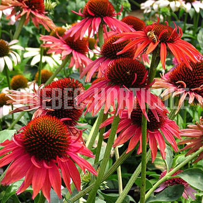 image de Echinacea x Hot Lava