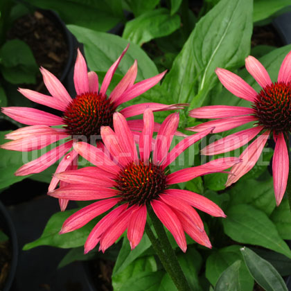 image de Echinacea x Hot Summer