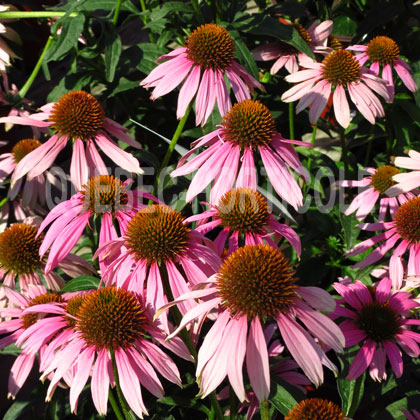 image de Echinacea Kim's Knee High