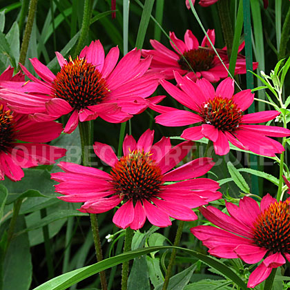 image de Echinacea Kismet® Raspberry