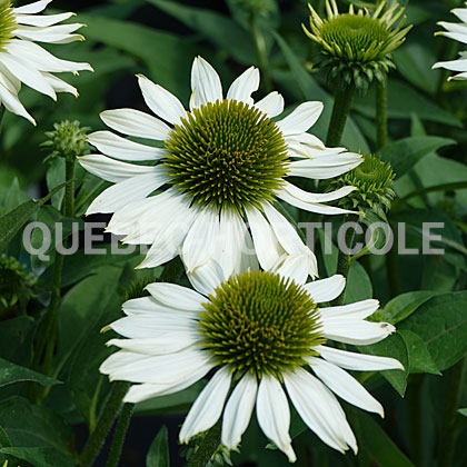 image de Echinacea Kismet® White