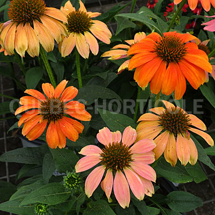 image de Echinacea Lakota® Santa Fe