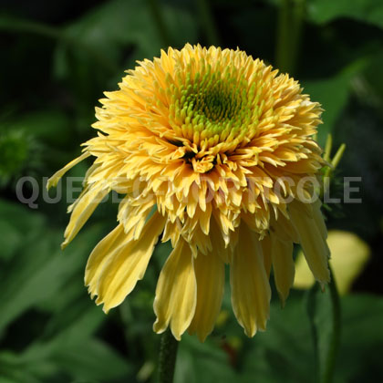 image de Echinacea Lemon Drop