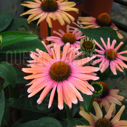 image de Echinacea x Mama Mia