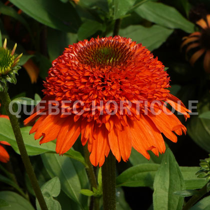 image de Echinacea Moab Sunset