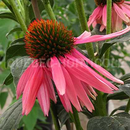 image de Echinacea Osiris Grenadine