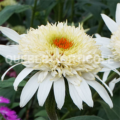 image de Echinacea Osiris Mont Blanc