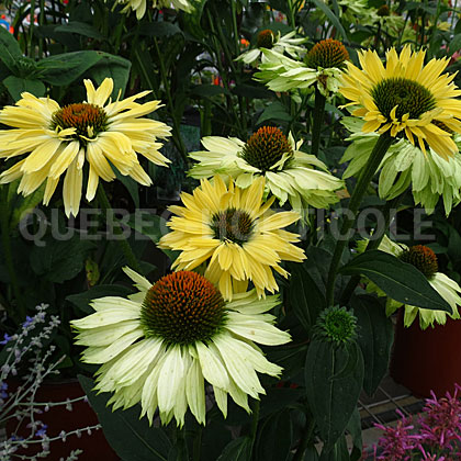 image de Echinacea Sol-Anges