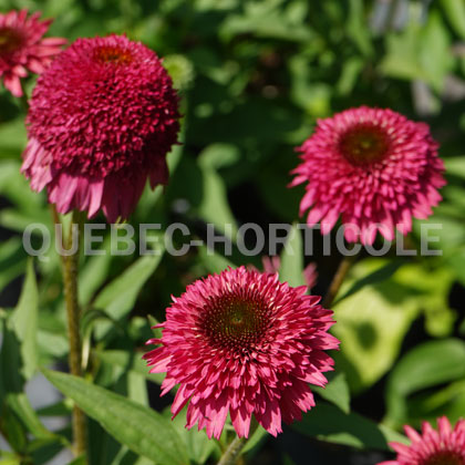 image de Echinacea Paso Doble™ Fuchsia