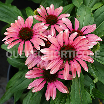 image de Echinacea Playful Meadow Mama™