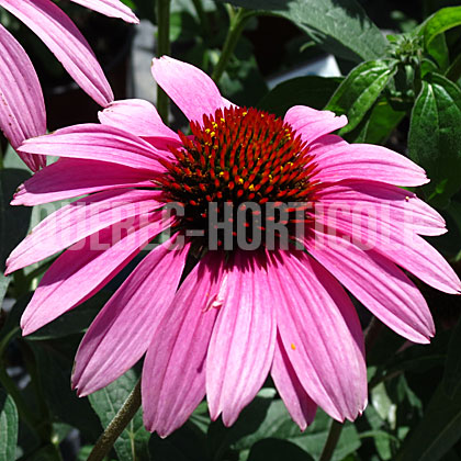 image de Echinacea Prairie Splendor