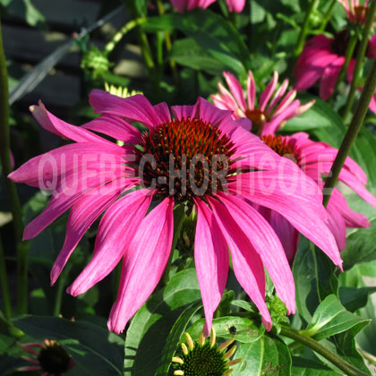 image de Echinacea Butterfly™ Purple Emperor