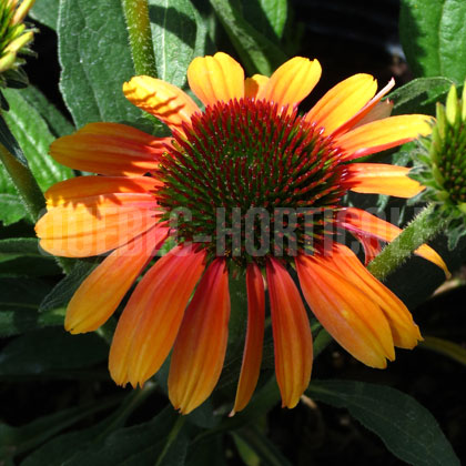 image de Echinacea Rainbow Marcella