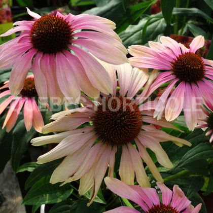 image de Echinacea Rainbow Marcella