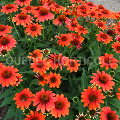 image de Echinacea Sombrero® Flamenco Orange