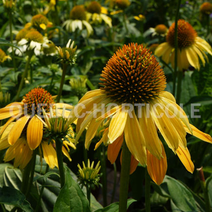 image de Echinacea Sombrero® Granada Gold