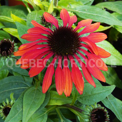 image de Echinacea Sombrero® Sangrita