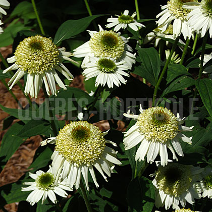 image de Echinacea Vanilla Cupcake