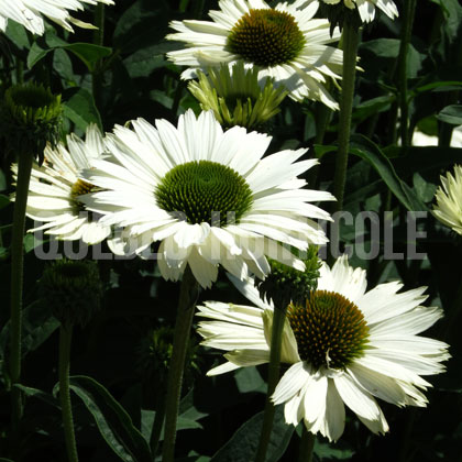 image de Echinacea Virgin