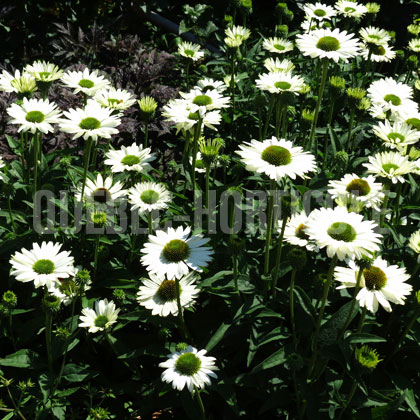 image de Echinacea Virgin