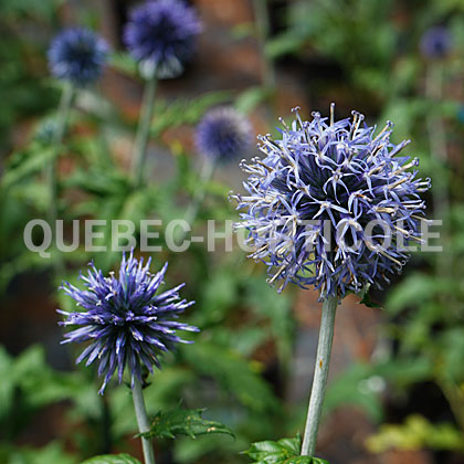 image de Echinops ritro Veitch's Blue