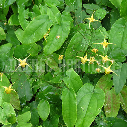 image de Epimedium x Amber Queen