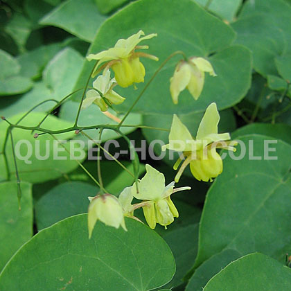 image de Epimedium x versicolor Sulphureum