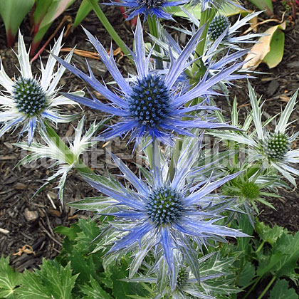 image de Eryngium x zabelii Big Blue