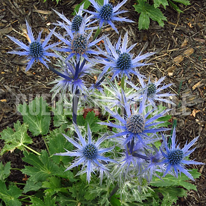 image de Eryngium x zabelii Big Blue