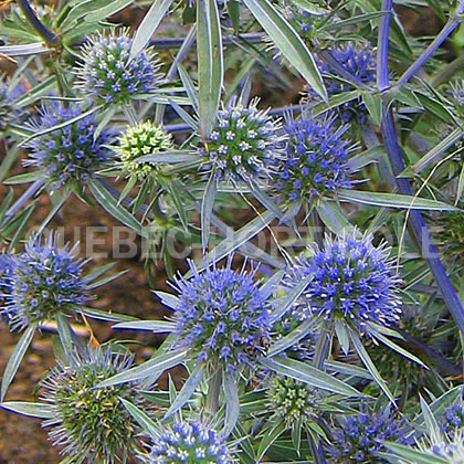 image de Eryngium planum Blue Hobbit