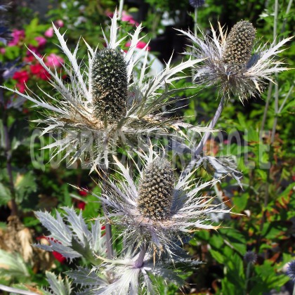 image de Eryngium alpinum Blue Star